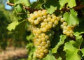 Friulano grape, also known as Sauvignon Vert, hanging on a vine just before the harvest Royalty Free Stock Photo