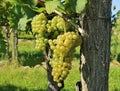 Friulano grape, once called Tocai Friulano, hanging on vine