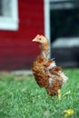 Frizzle Chick Royalty Free Stock Photo