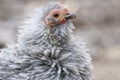 Frizzle chicken Royalty Free Stock Photo