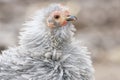 Frizzle chicken Royalty Free Stock Photo
