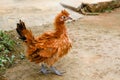 Frizzle feathered chicken