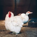 Frizzle hen in coop and white Muscovy duck