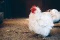 Frizzle hen in farm coop Royalty Free Stock Photo