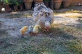 Frizzle hen with her chicks in a grass