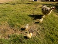 Frizzle hen with her chicks walking in a lawn