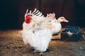 Frizzle hen spreading wings in coop Royalty Free Stock Photo