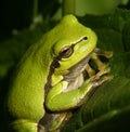 Frog #01 Royalty Free Stock Photo