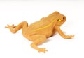 Frog Royalty Free Stock Photo