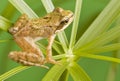 Frog Royalty Free Stock Photo