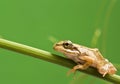 Frog Royalty Free Stock Photo