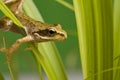 Frog Royalty Free Stock Photo