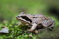 Frog Royalty Free Stock Photo