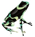 Frog Royalty Free Stock Photo
