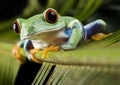 Frog Royalty Free Stock Photo