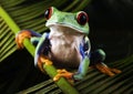 Frog Royalty Free Stock Photo