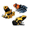 Colorful frog vector illustration Royalty Free Stock Photo