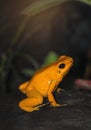 Frog Royalty Free Stock Photo