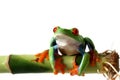 Frog Royalty Free Stock Photo