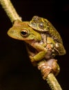 Frog amplexus Royalty Free Stock Photo