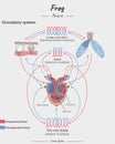 Frog Anatomy circulatory system, heart, lung, skins illustration Royalty Free Stock Photo