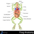 Frog Anatomy Royalty Free Stock Photo