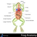 Frog Anatomy