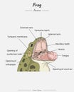 Frog Anatomy head and mouth illustration with text