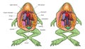 Frog anatomy