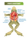 Frog anatomy labeled vector illustration scheme. Educational preparation. Royalty Free Stock Photo