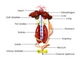 Frog anatomy labelled