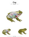 Frog Anatomy template