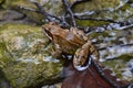 Frog animal brown sharp good nice river water Royalty Free Stock Photo