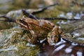 Frog animal brown sharp good nice river water Royalty Free Stock Photo