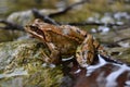 Frog animal brown sharp good nice river water Royalty Free Stock Photo