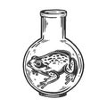 Frog animal in laboratory flask engraving vector