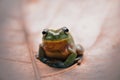 Frog, animals, m,antis, Royalty Free Stock Photo