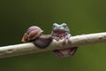 animals, frog, amphibians, animal, animales, animalwildlife, crocodile, dumpy, dumpyfrog, face, frog, green, macro, mammals, butte