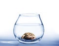 Frog in aquarium Royalty Free Stock Photo