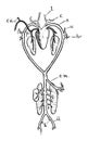 Frog Arterial System, vintage illustration