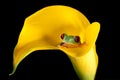 Frog in arum lily Royalty Free Stock Photo
