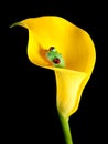 Frog in arum lily Royalty Free Stock Photo