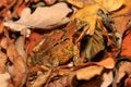 Frog at autumn Royalty Free Stock Photo