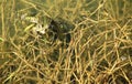 Frog in Azerbaijan