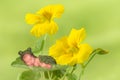 Frog baby on flowers Royalty Free Stock Photo