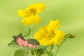 Frog baby on flowers