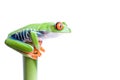 Frog on bamboo Royalty Free Stock Photo