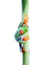 Frog on bamboo isolated