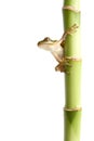 Frog on bamboo isolated white Royalty Free Stock Photo