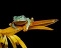 A frog on banana leaf Royalty Free Stock Photo